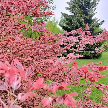 Il Principe Rosso 4*